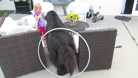 Little girl trains giant dog for circus act