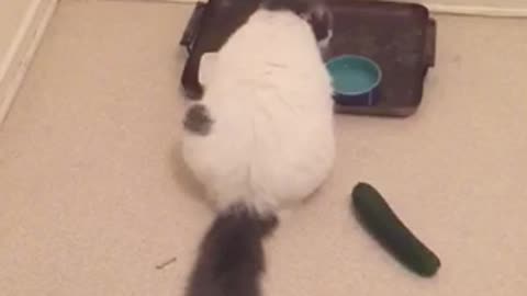 Unsuspecting cat freaked out by cucumber