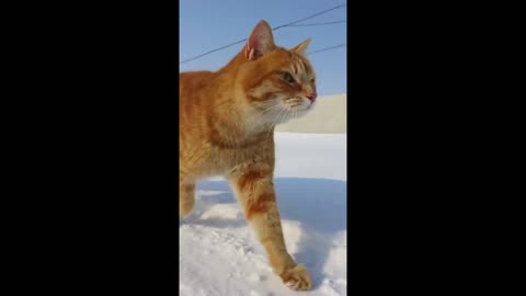 This kitten likes snow too much