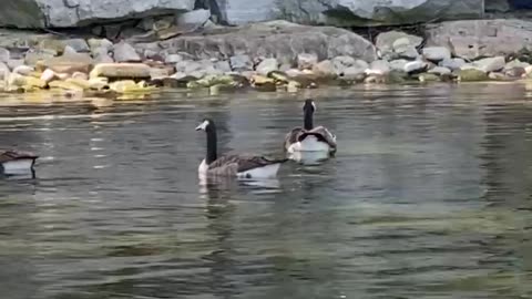Canada Goose video