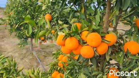 chulada de mandarinas 🍊