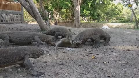 Tragics Moments Komodo Dragon Pays Dearly When It Tries To Swallow Wild Boar
