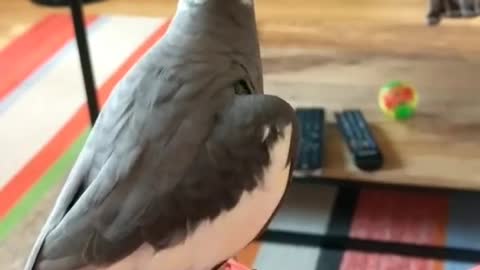 Cocktail bird dances to the words of its owner