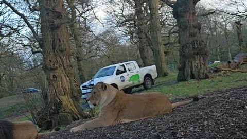 Knowsley Safari Park Tigers