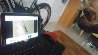Dog Barks & Tries To Grab Lizard On Tablet Screen