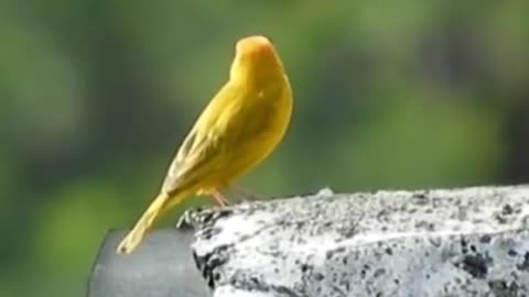 The song of the canary that you have never heard before