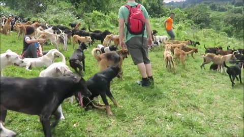 Territorio de Zaguates "Land of The Strays" Dog Rescue Ranch Sanctuary in Costa Rica