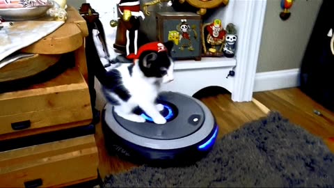 Captain cat sparrow generate by Ai 😍🔥 #jacksparrow #viral #trending #cat #rumble