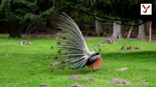 Peacock 5 feet long feathers - 10 interesting facts about peacocks. #viralTiktok #peacock