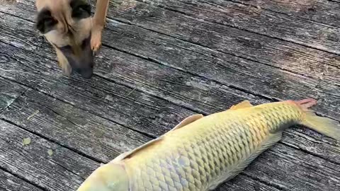 Large 20 lb carp caught off drop lines.