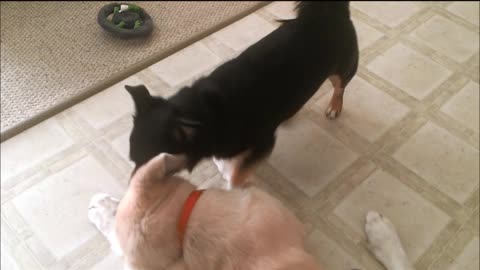 Little Dog vs BIG Puppy