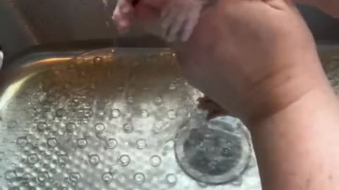 Bath Time for Sphynx Kittens __ ViralHog