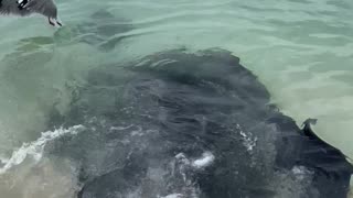 Massive Stingray On The Beach