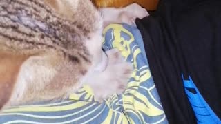 Cat Massage