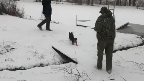 Dog Runs Comically in Snow While Wearing Booties