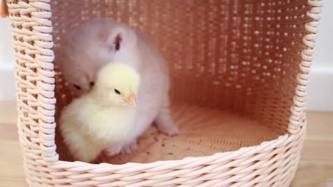 Kittens walk with a tiny chicken