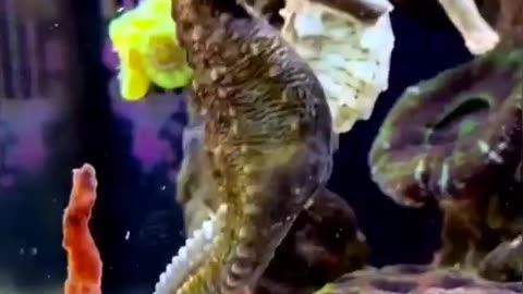 AMAZING SEAHORSES AND DID YOU KNOW THE MALES ARE THE ONES THAT CARRY AND HAVE THE BABIES