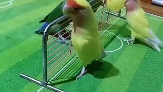 Skilful Parrots Playing Ball Games Together