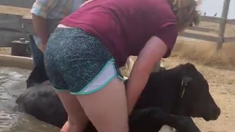 Couple helps calf get out of the water tank after he was pushed in by other cows!