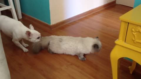 Bully puppy drags cat right out of the room!