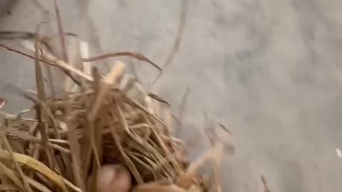 Dog brings eggs with nest and smiled | Watch till end for dog's smile