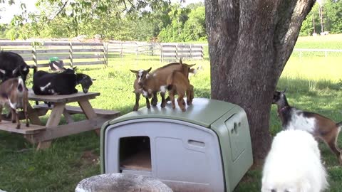 Goat kids play atop chicken coop
