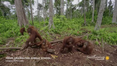 Orangutans Need to Learn to Fear Snakes