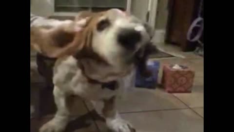 Basset hound shakes it off in slo mo