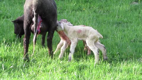 Bébé mouton nouveau-né