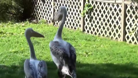 Pelican vs pigeon