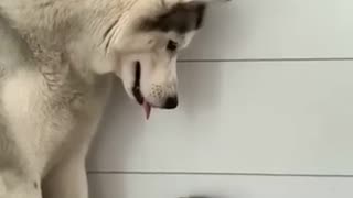 The gentle husky