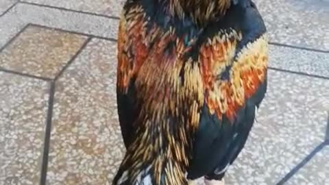 Beautiful Rooster By Kingdom of Awais