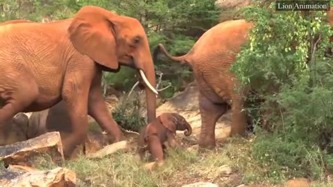 Elephant Save an elephant orphan Icholta has her first wild born baby