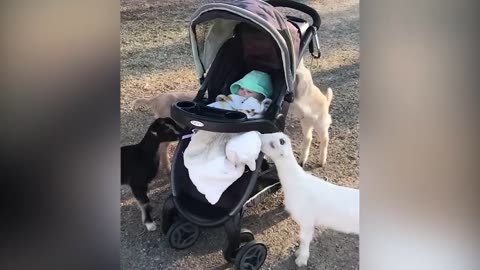Try Not To Laugh: Funniest Moment Of Baby And Animals |Best Friend Is Sharing...