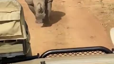 Не шутите с носорогом!