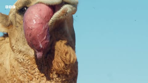 A Camel's Love Sac | 4K Mammals | BBC Earth 🐫🐫
