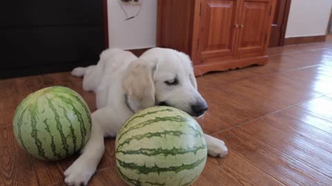 Bailey Plays with Watermelon Balls Golden Retriever Puppy Eats Sweet Watermelons