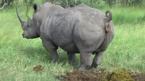 3 Rinoceronti che fanno la cacca