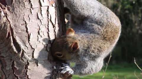 Squirrel eating hj