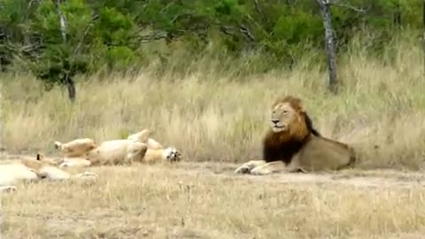 Hilarious! Lioness attempting to lure an uninterested male Lion to mate! in Jungle
