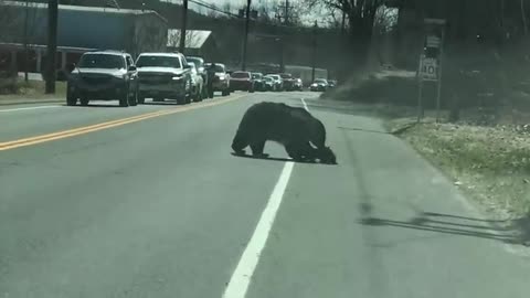 Momma Bear Struggles with Cubs || ViralHog