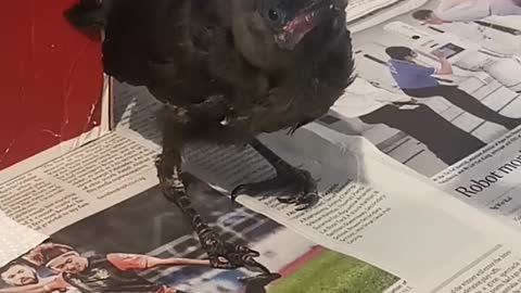 Abandoned Baby Crow Rescued