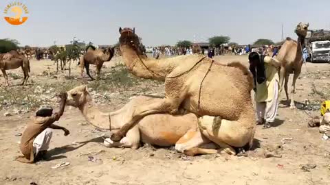 Male and female camel enjoying- Animals Of Thar_Cut