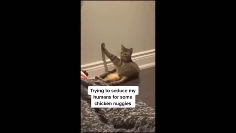 Cuteness Unleashed: Funny and Cute Animal Videos for All Ages