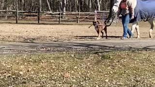 Dog Walks Horse From Barn to Pasture