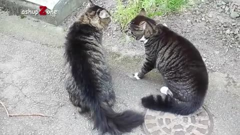 Funny Cats Arguing। Cats Talking With Each Others