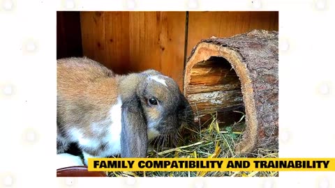 Holland Lop Rabbit 101 Rabbit Best Training Play Rabbit