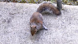 Friendly Squirrel