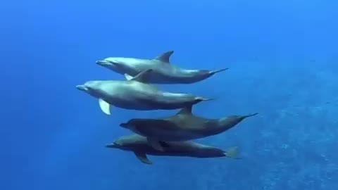 dolphins