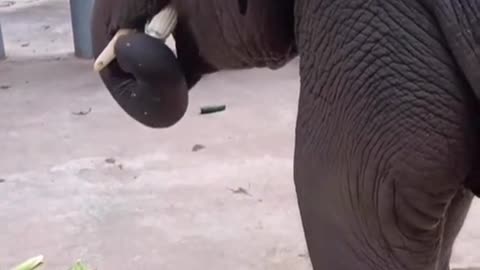 Come see how elephants eat corn